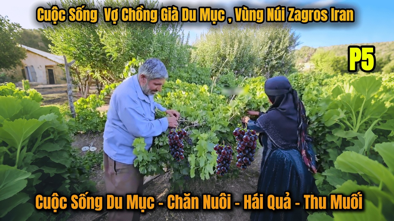 p5 - Hai Vợ Chồng Già Du Mục Vùng Núi Zagros - Chăn Nuôi - Trồng Trọt Tự Cung Tự Cấp