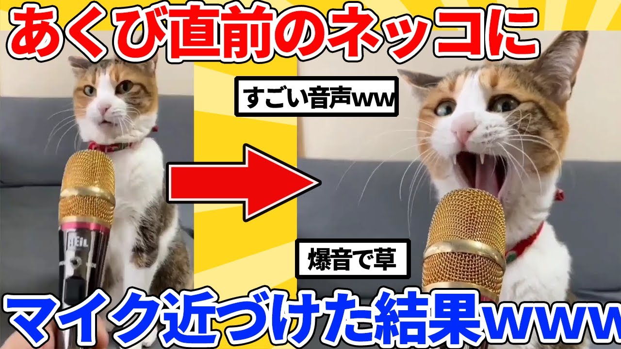 【2ch動物スレ】あくび直前のネッコにマイク近づけた結果ｗｗｗｗｗ