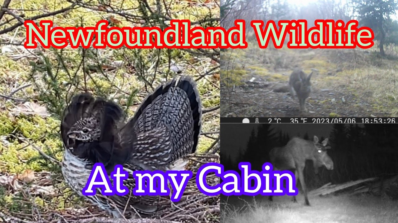 Newfoundland Wildlife at the Cabin #wildlife #nature #moose #newfoundlandandlabrador #grouse #rabbit