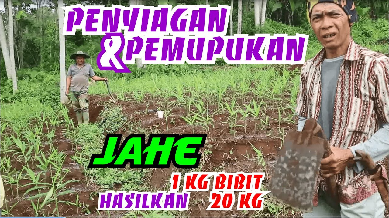 Penyiangan dan Pemupukan Jahe Emprit