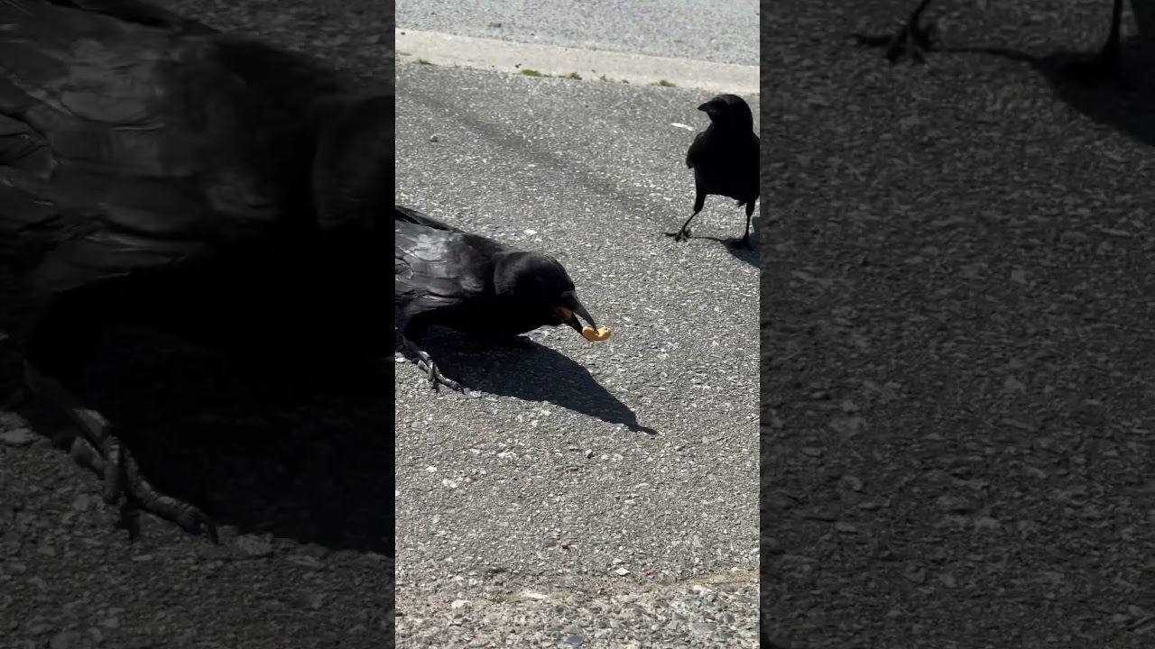 Paul is Back (so I guess not nest bound?) #crows