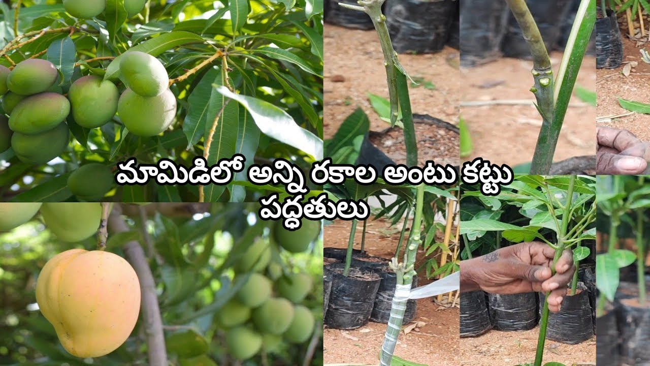 Mango 🥭 all #grafting methods and techniques మామిడిలో అన్ని రకాల అంటు కట్టు పద్దతులు.