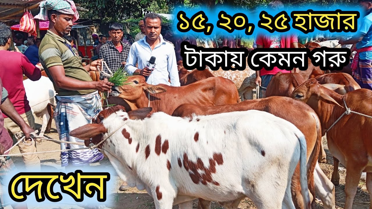 @২৭/১১/২৫, আফতাবগঞ্জ হাটে ষাঁড় গরু,এবং বকনা গরু বিক্রি হচ্ছে একবারে কম দামে দেখেন? 