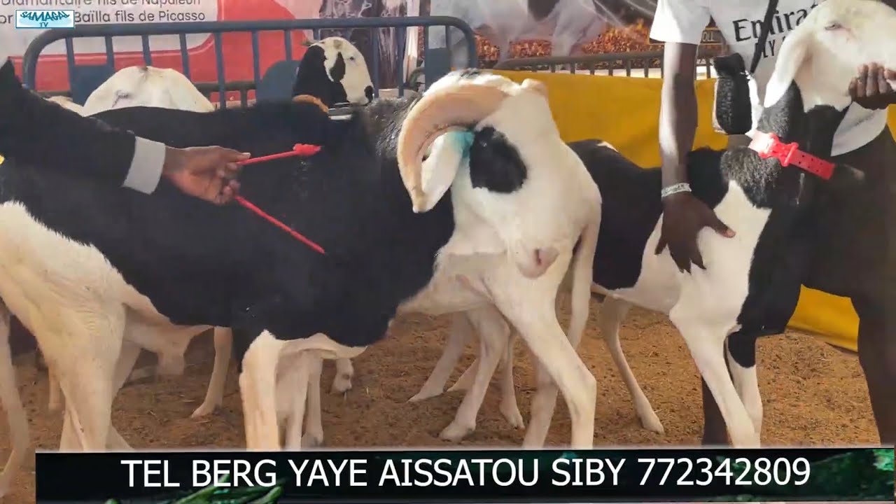 PRODUCTION DE IMRAN FA LA FOIRE UNES