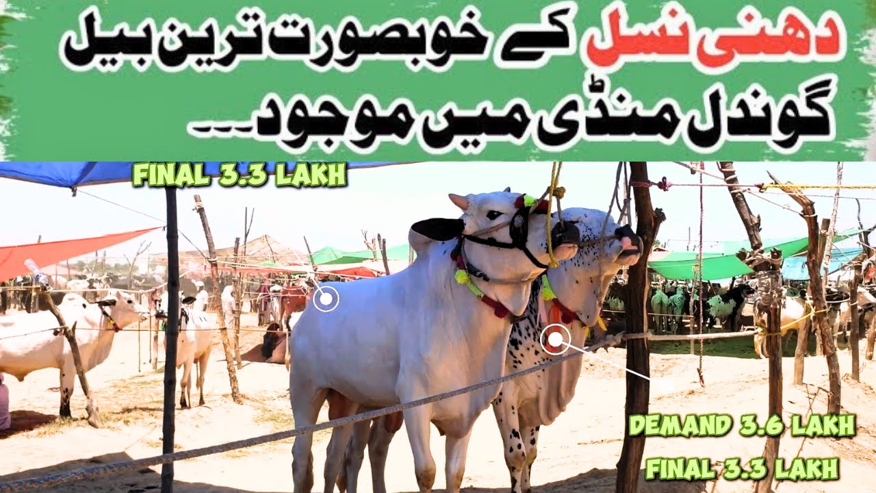 Gondal Bakra Mandi Latest Update Dhani Bail Qurbani Bakra Eid 2024, 20 May 2024 | Vlog# 85