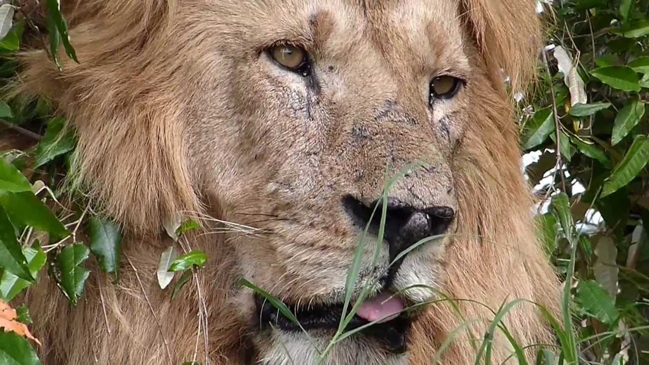 Grimace - Male Lion - Son of Kali - Notch Coalition - Masai Mara - Near Matira Bush Camp