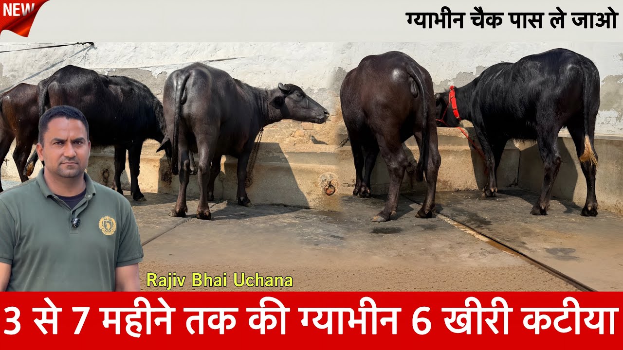 3 से 7  महीने की ग्याभीन कटीया झोटी  खीरी Milk Teeth Rajeev Bhai, Uchana ✅