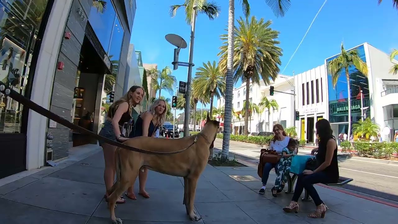 Cash 2.0 Great Dane on Rodeo Drive in Beverly Hills 17