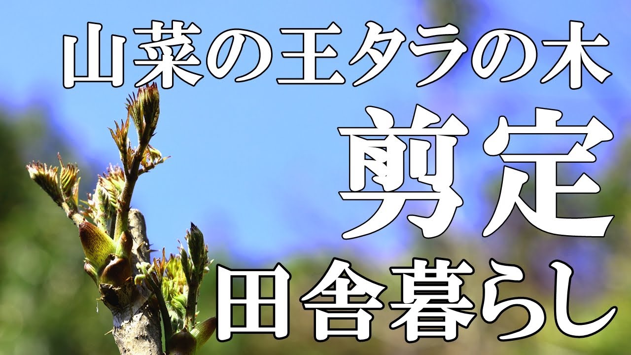 【タラノキ】山菜の王様タラの木を剪定する休日。｜50代夫婦｜村暮らし【標高800mの田舎暮らし】