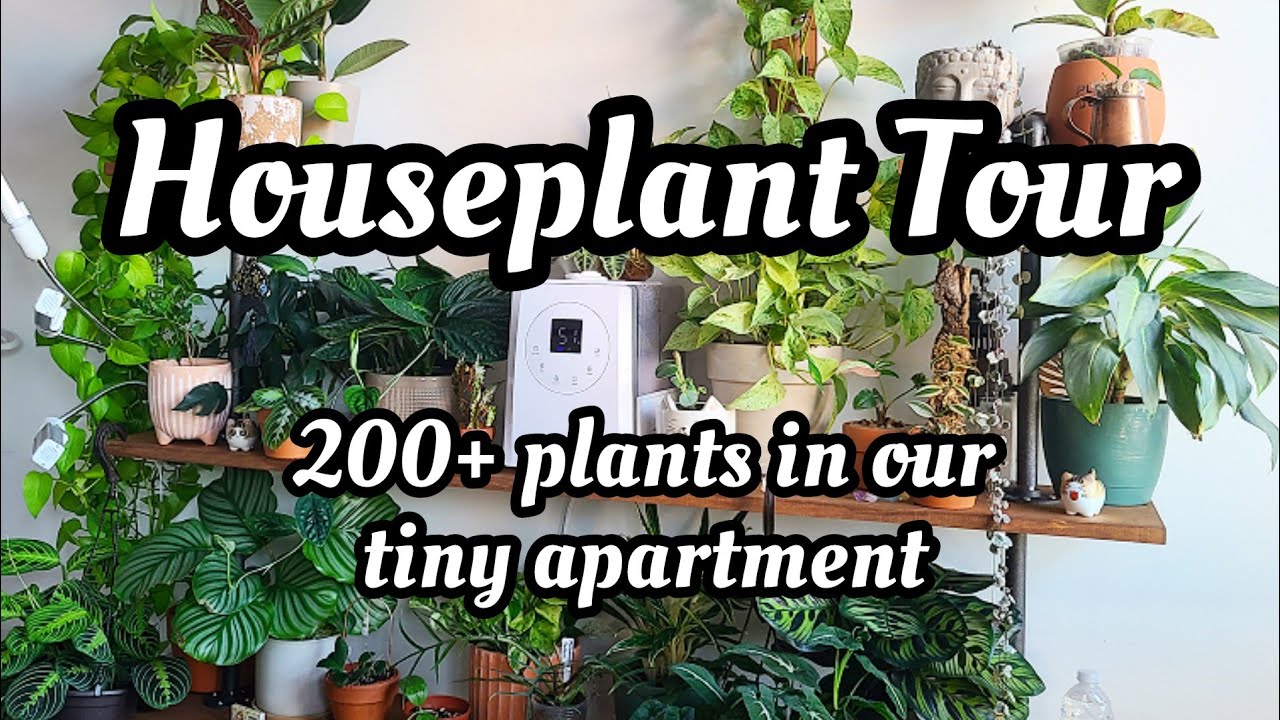 200+ HOUSEPLANT TOUR!! everything on our shelves & hanging in the windows!! Fall 2022 🌿