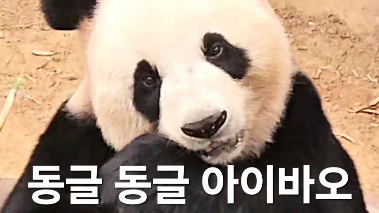 판다계 얼짱 아이바오 #아이바오 #aibao #전량섭취걸 #아여사 #판다월드 #에버랜드