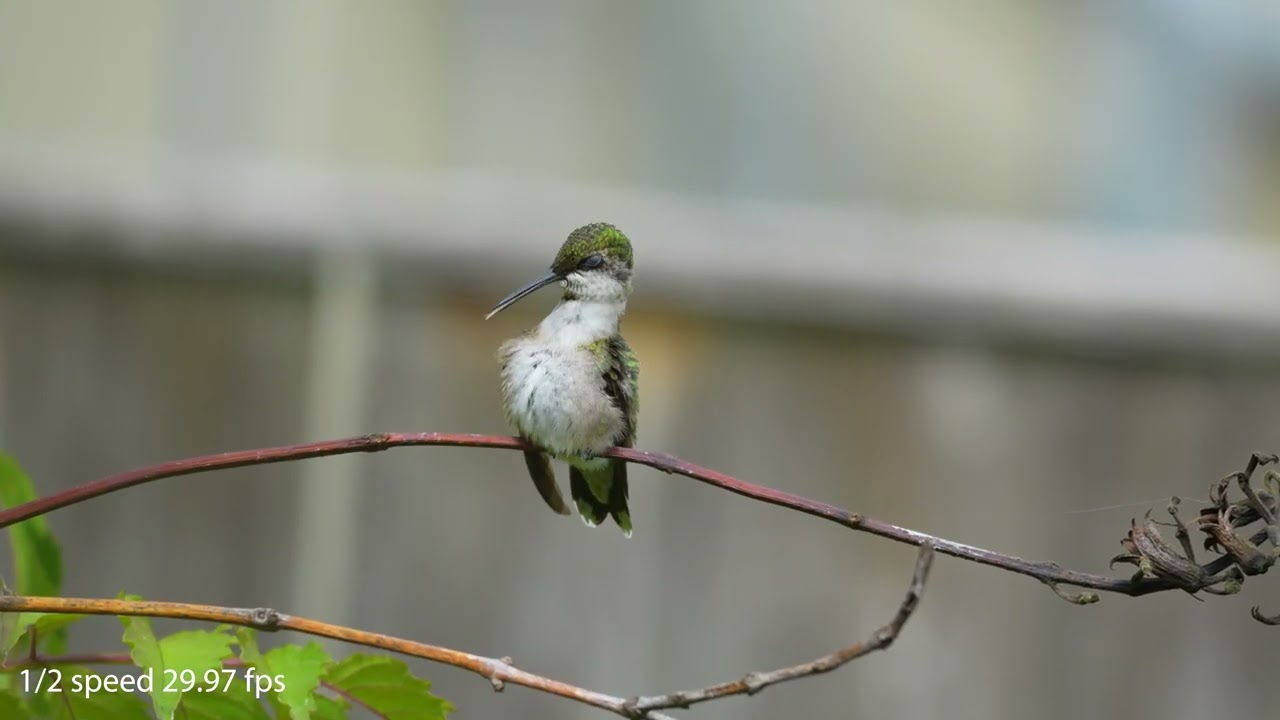 Ruby-throated Hummingbird Preening 09-08-25