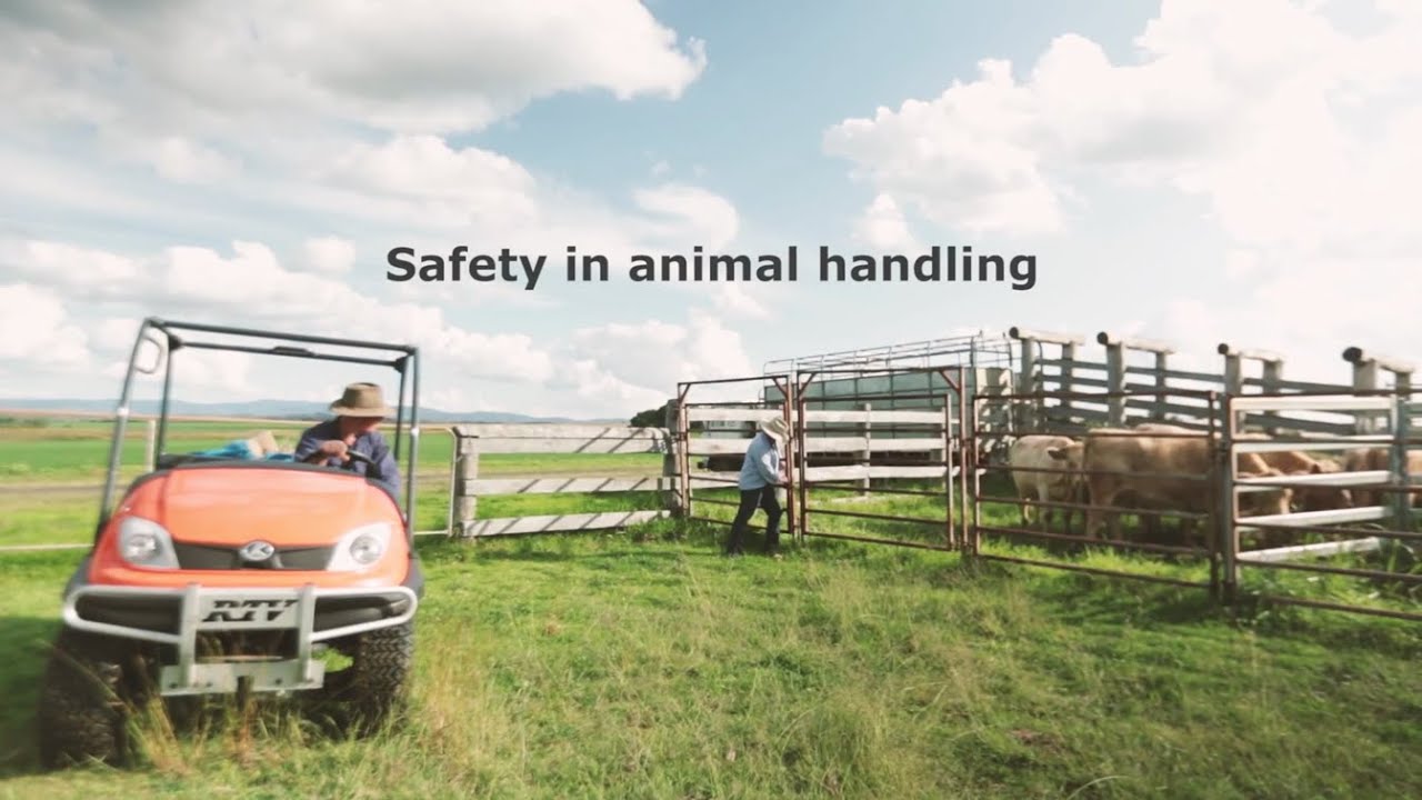Safety in animal handling