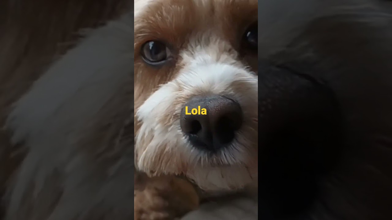 #Lola #viralvideo #ytshort #shorts #sweetbong #animalslover