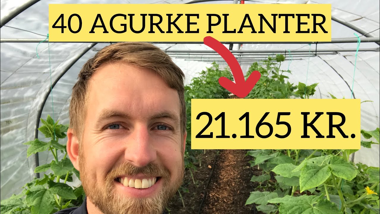 ET GODT &Aring;R FOR AGURKERNE - STATUS OG KLARG&Oslash;RING AF BEDE TIL VINTERSALATEN