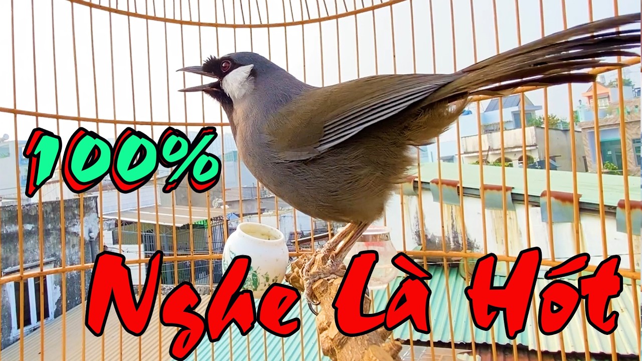 Khướu Hót ĐẢO GIỌNG - RẤT HAY giọng rừng kích khướu bổi luyện khướu bổi hót căng lửa