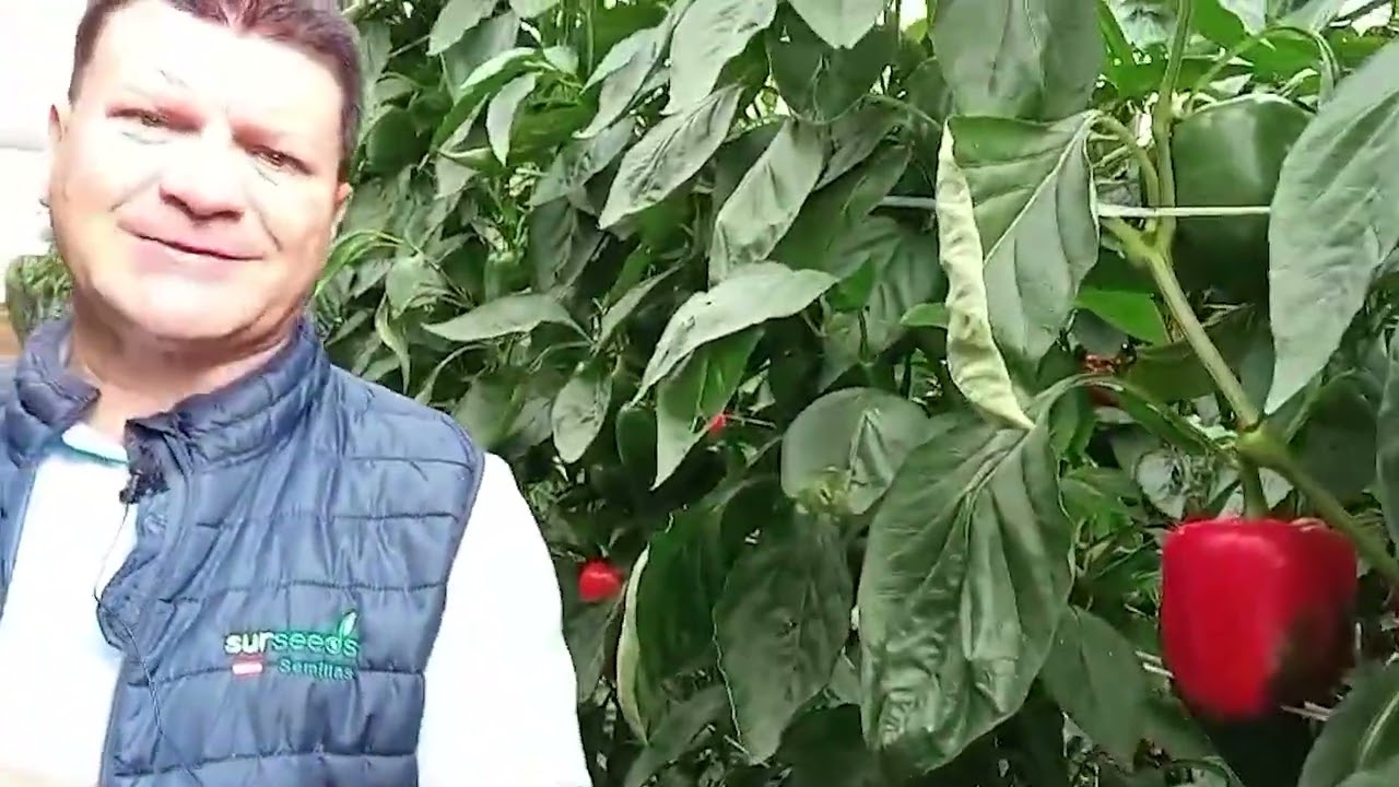 Muestra de Pimientos de Sur Seeds || Descubrimos la variedad Trabuco
