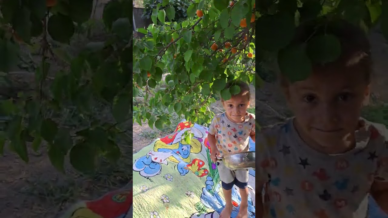 المشمش الكربلائي 😋