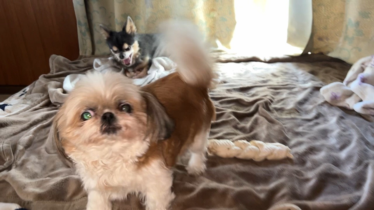 可愛い動画を集めています