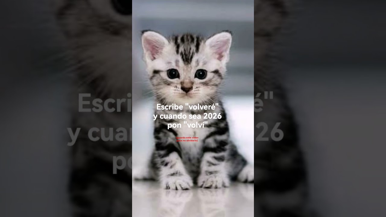 like para m&aacute;s bye #httyd #indie #humor #szorty #amigos #cat