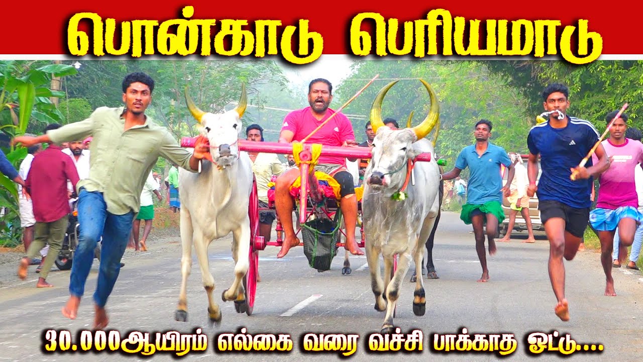 பொன்காடு பெரியமாடு 03.01.2026 #periyamaadu