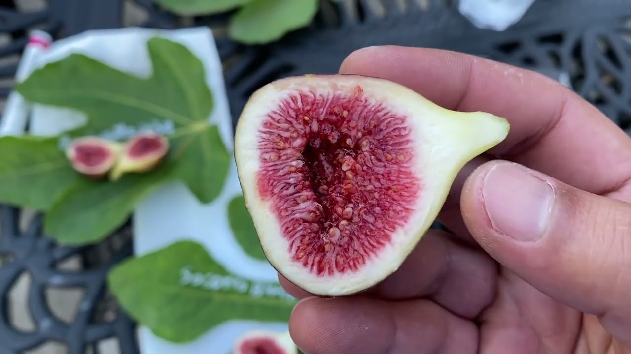 تين سوكورو اسود Socorro Black Fig 09-03-2023