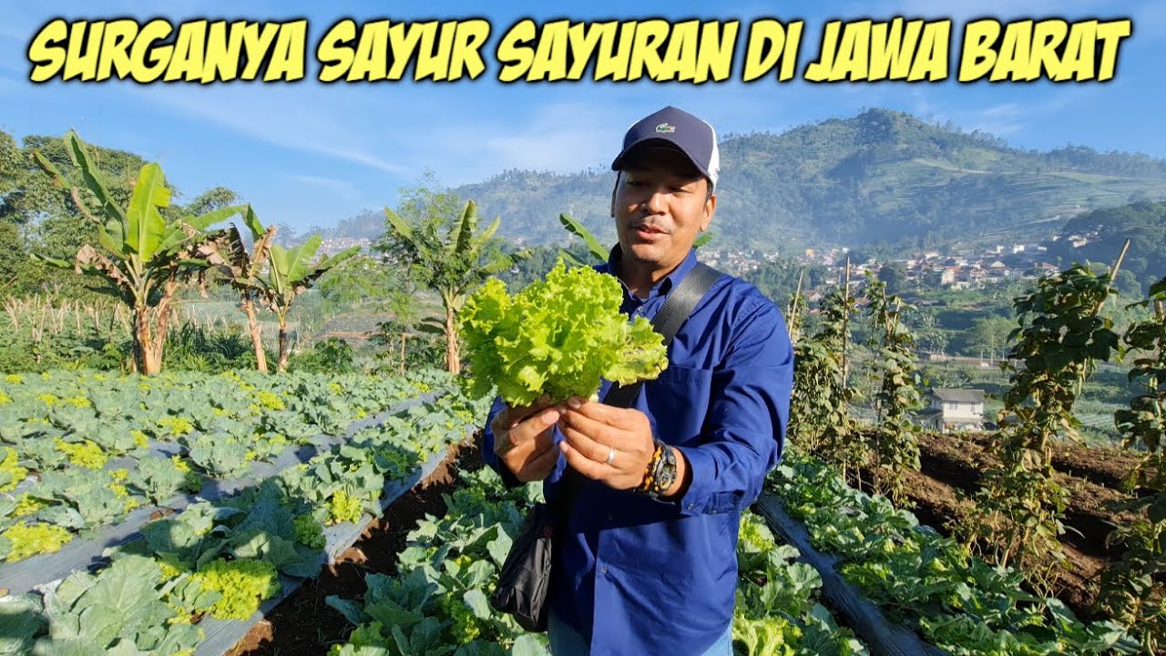 PANEN SAYURAN DI DESA TERINDAH DI JAWA BARAT