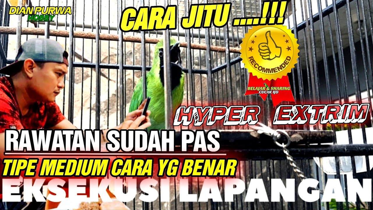 CARA JITU NYATA❗CARA BAIK CUCAK IJO TIPE MEDIUM MUDAH ON  BEGINI UNTUK EKSEKUSI LAPANGAN YANG BENAR