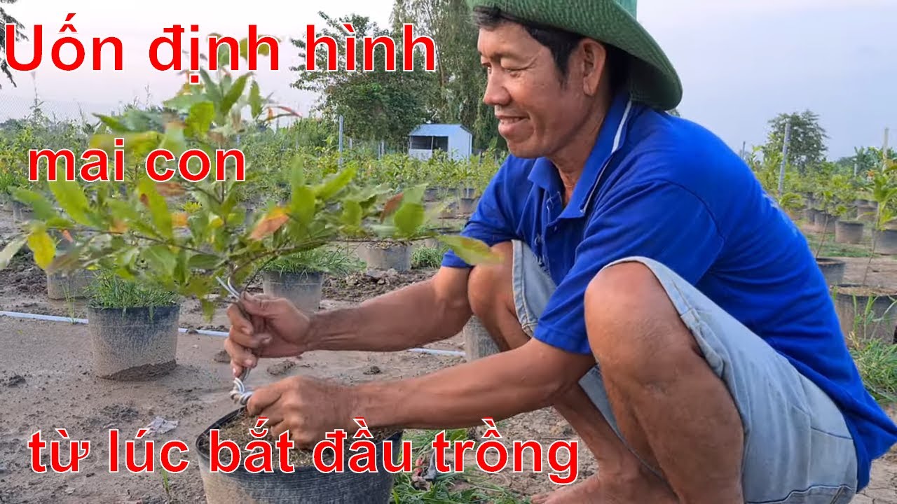 Uốn định hình cây mai con theo ý muốn ngay từ khi trồng | Anh Ba Miền Tây