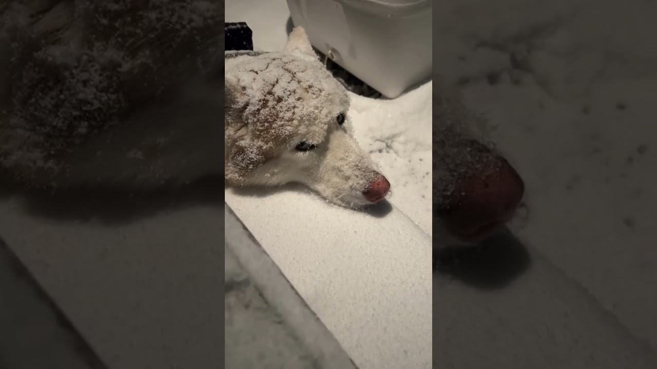 Just Got A $100 Fine For Leaving My HUSKY In The Snow&hellip; But Here&rsquo;s The Twist! 😱  #short