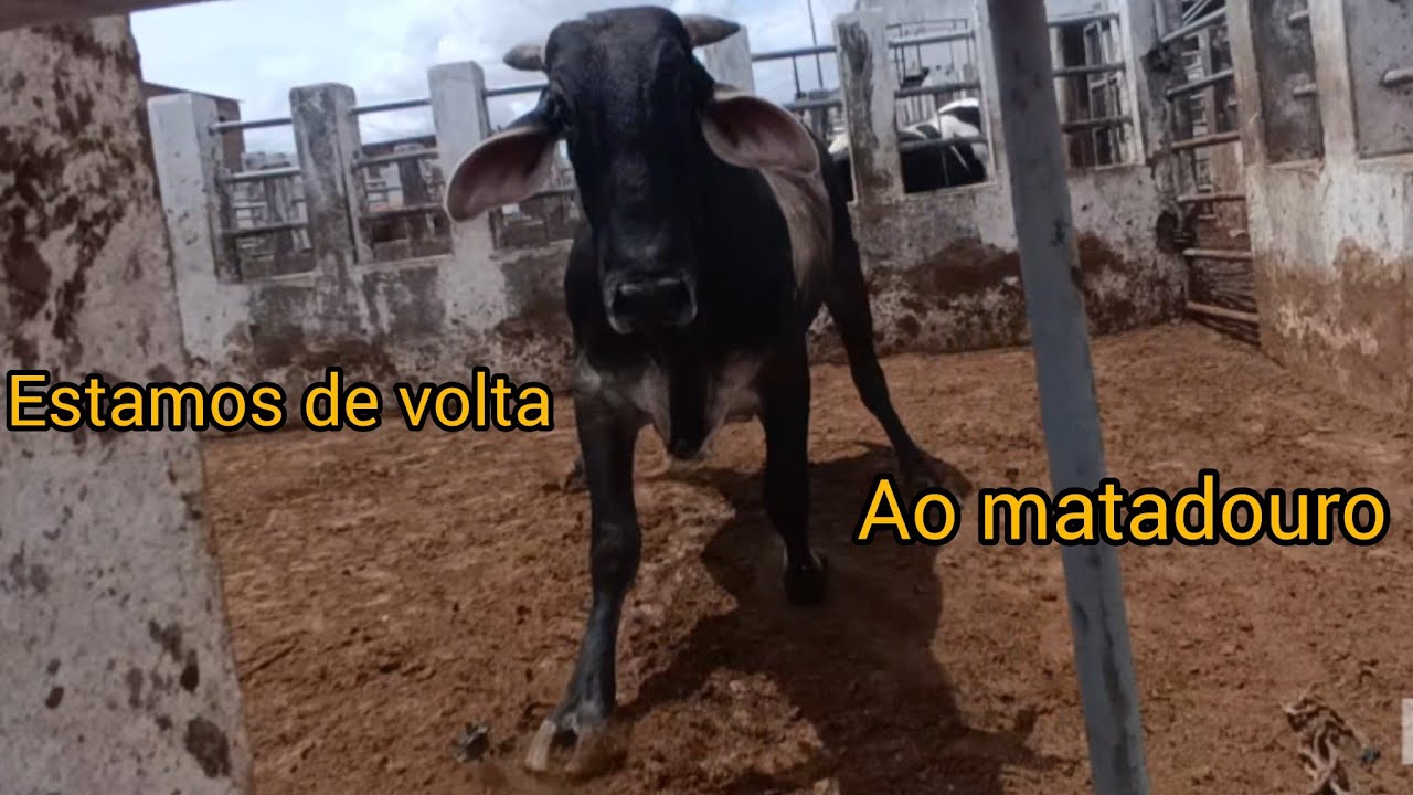 VOLTAMOS GRAÇAS A DEUS ao Curral do matadouro de LAJEDO 14/01/2026