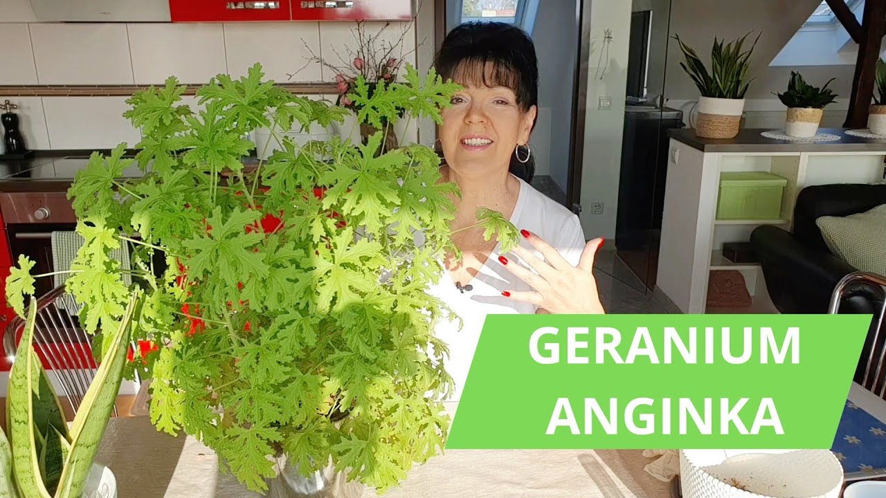 Geranium - wymagania i uprawa Pelargonii pachnącej, Anginka