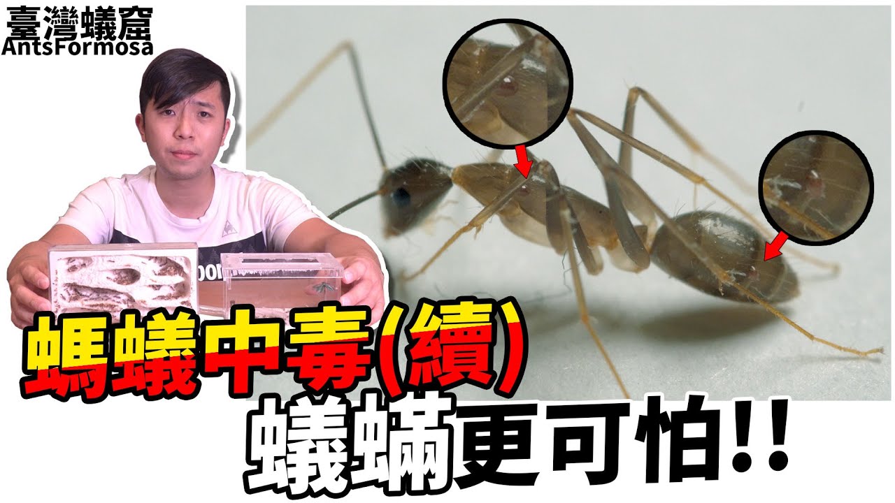 螞蟻不是中毒！而是更可怕的「蟻蟎」纏上了我的愛寵...｜蟻蟎的解決辦法?【臺灣蟻窟】