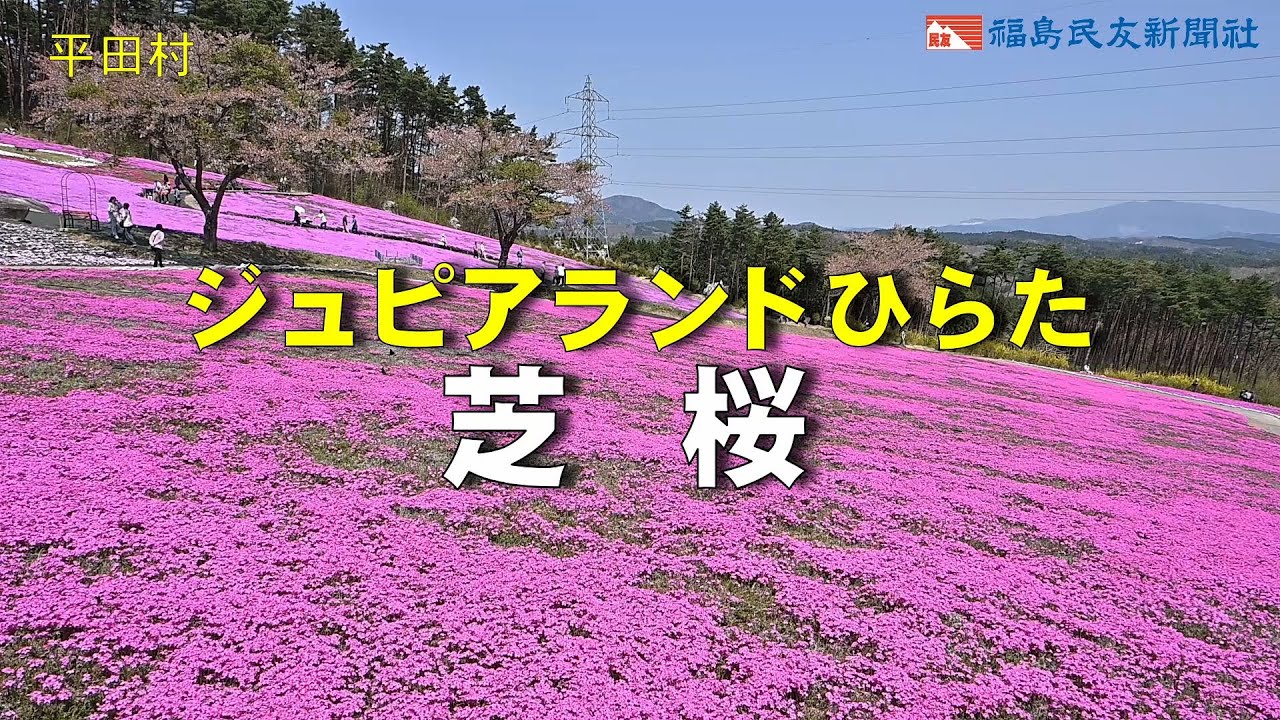 ジュピアランドひらた芝桜