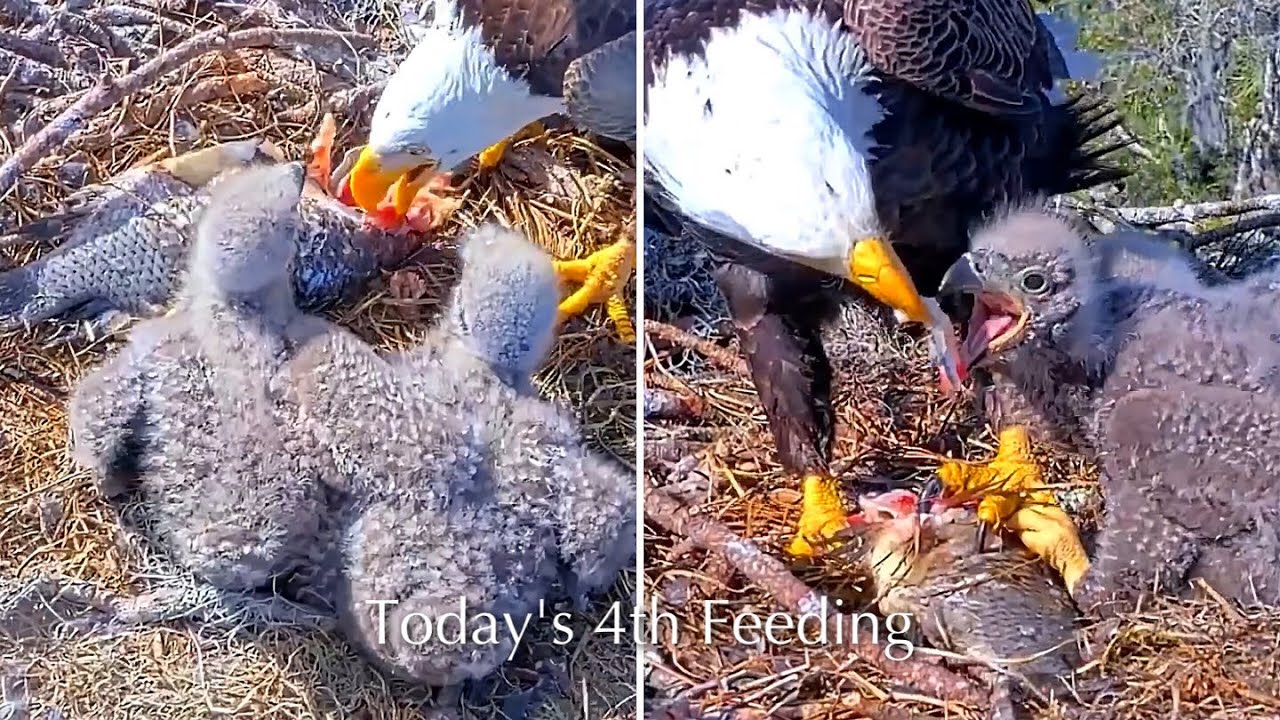 #201🦅NE32🐥21° & NE33🐥19°／NEFL 2025-2026／Gabby💗Beau／by American Eagle Foundation