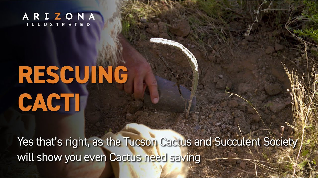 Rescuing Cacti