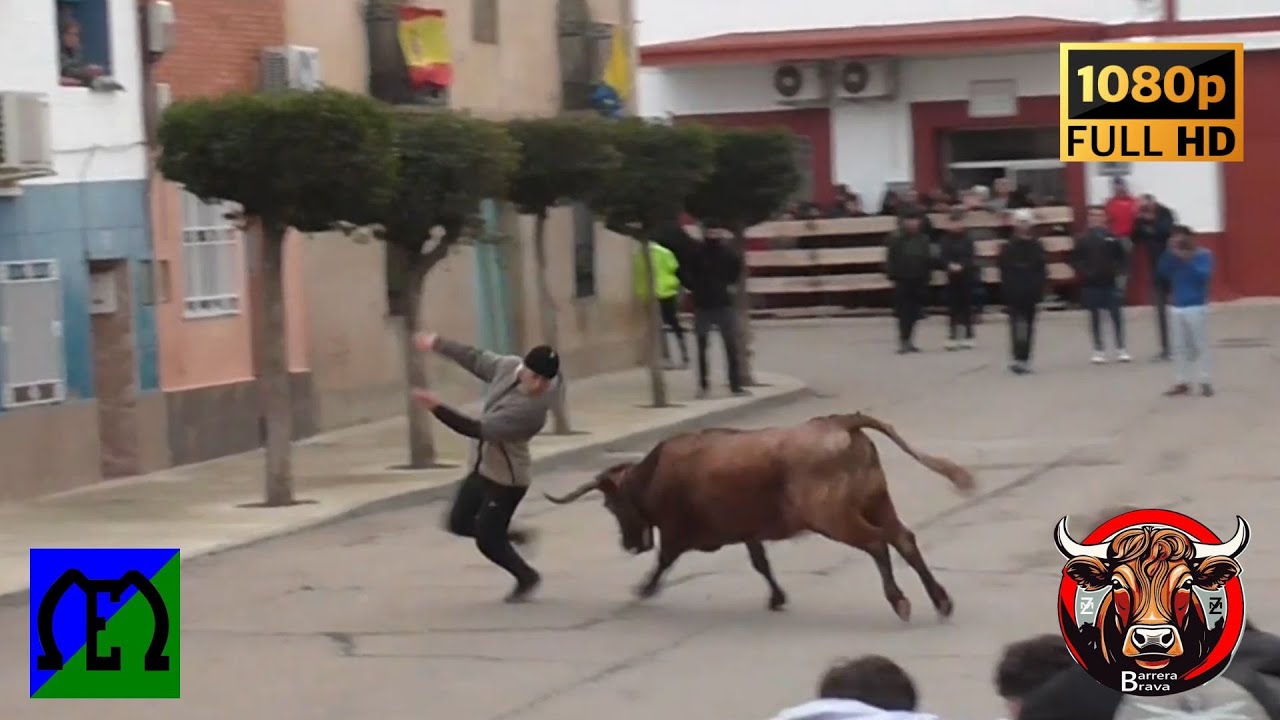Cabañas de Ebro. Vacas en calle | 26/01/2025 | Ganad. Eulogio Mateo