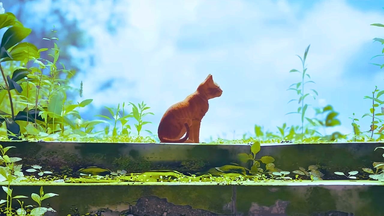 Goodbye Little Outsider | Stray [End]