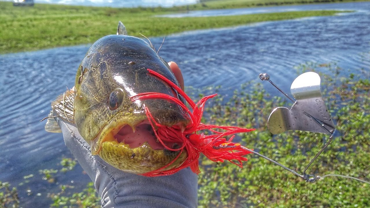 Pescaria de traíra com isca artificial. BUZZ BAIT DECONTO