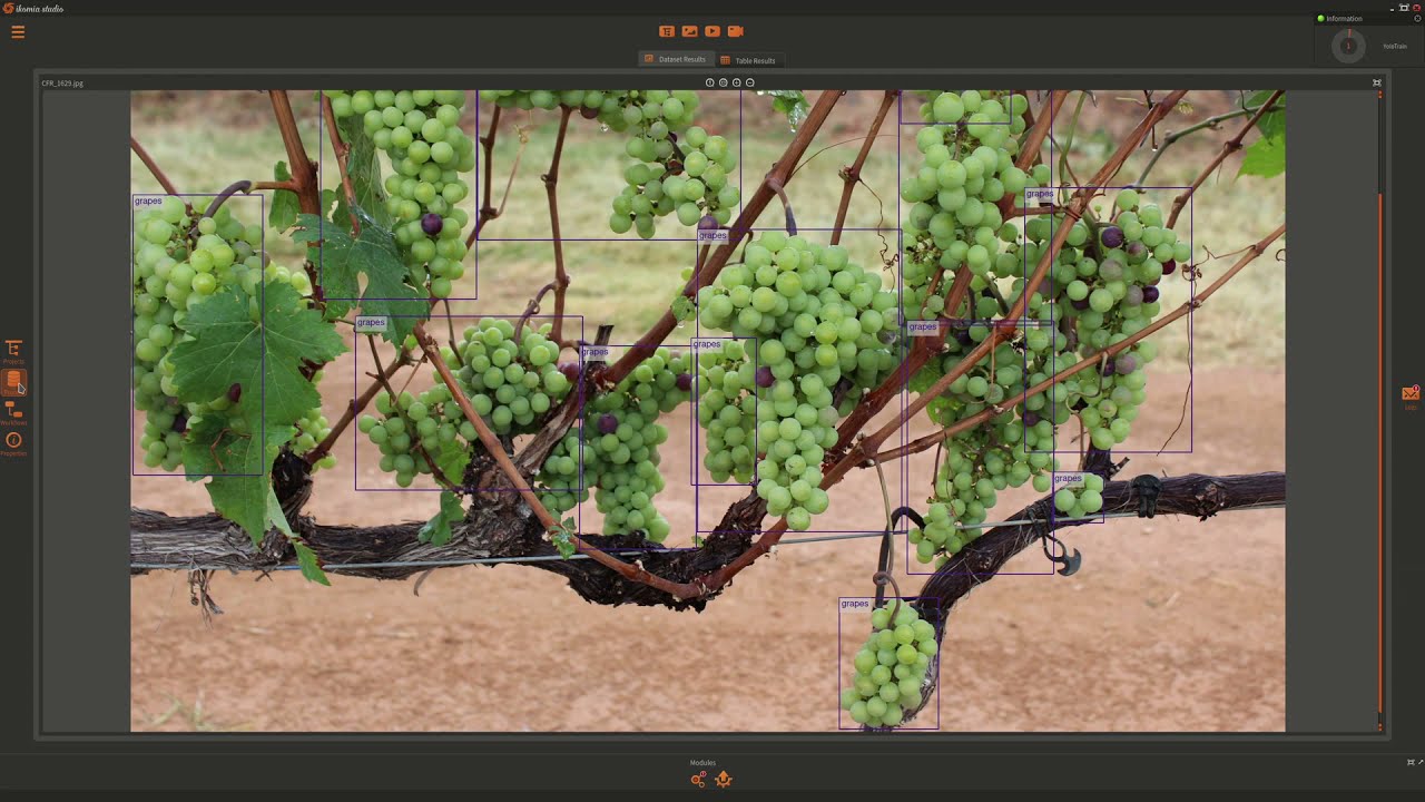 Train a Tiny YOLO v4 model without code to detect grapes in viticulture - Ikomia STUDIO case study