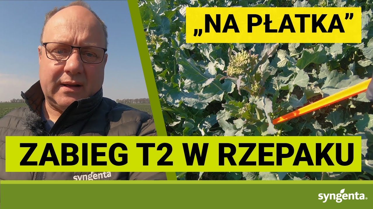 ZABIEG T2 na opadanie płatka w rzepaku. Ochrona okołokwitnieniowa w rzepaku, kiedy i czym?
