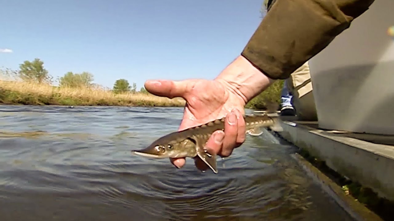 Saving the Sturgeon