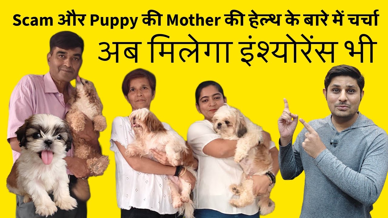 High Quality Shih Tzu Puppies Reason | Pet Insurance for Dogs | Dog Farm Sarangpur Gujarat