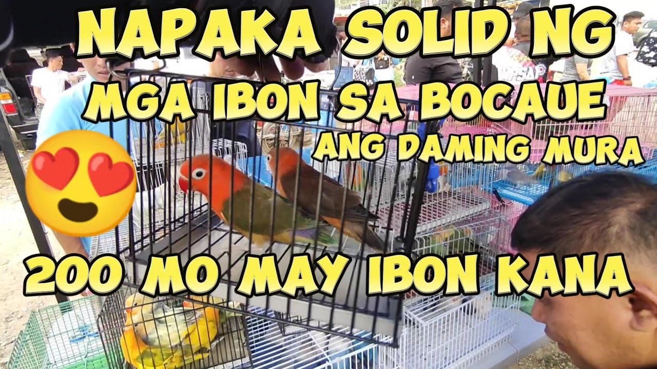 Wow grabi daming tao sa bocaue pet market Dami kc nag bibinta dito mga sir🥰🥰🥰