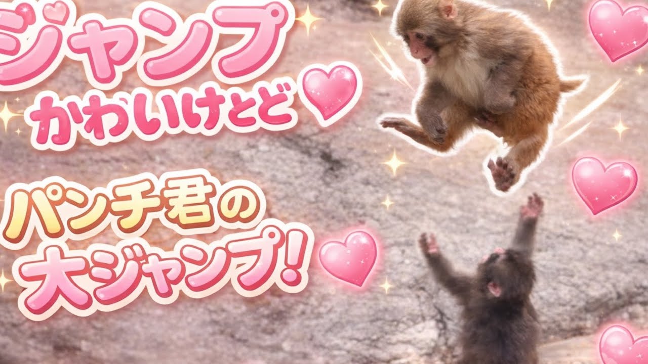 【最新】2026年3月17日　元気よく遊ぶパンチ君🐒