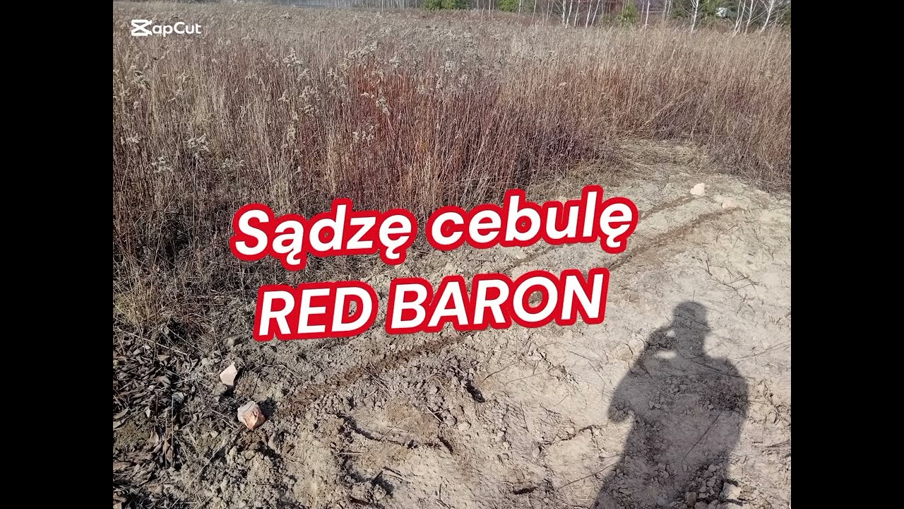 Sadzenie cebuli oraz zagrapianie ziemi przed sadzeniem reszty warzyw.(Cebula Red baron)