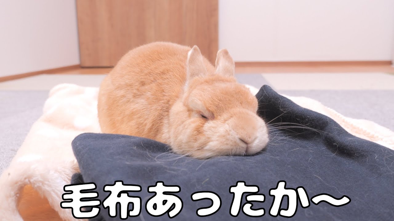 ウサギが寒そうにしていたので毛布を渡したら一歩も動かずこうなっていました【No.1251】
