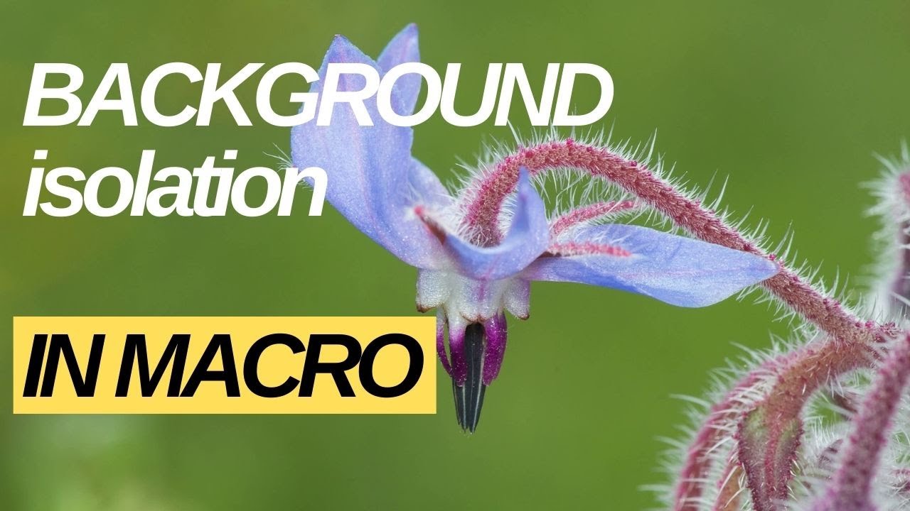 Background isolation in macrophotography