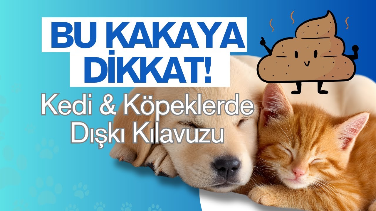 Kedi ve K&ouml;peklerde Dışkı Kıvamı Ne Anlatır?
