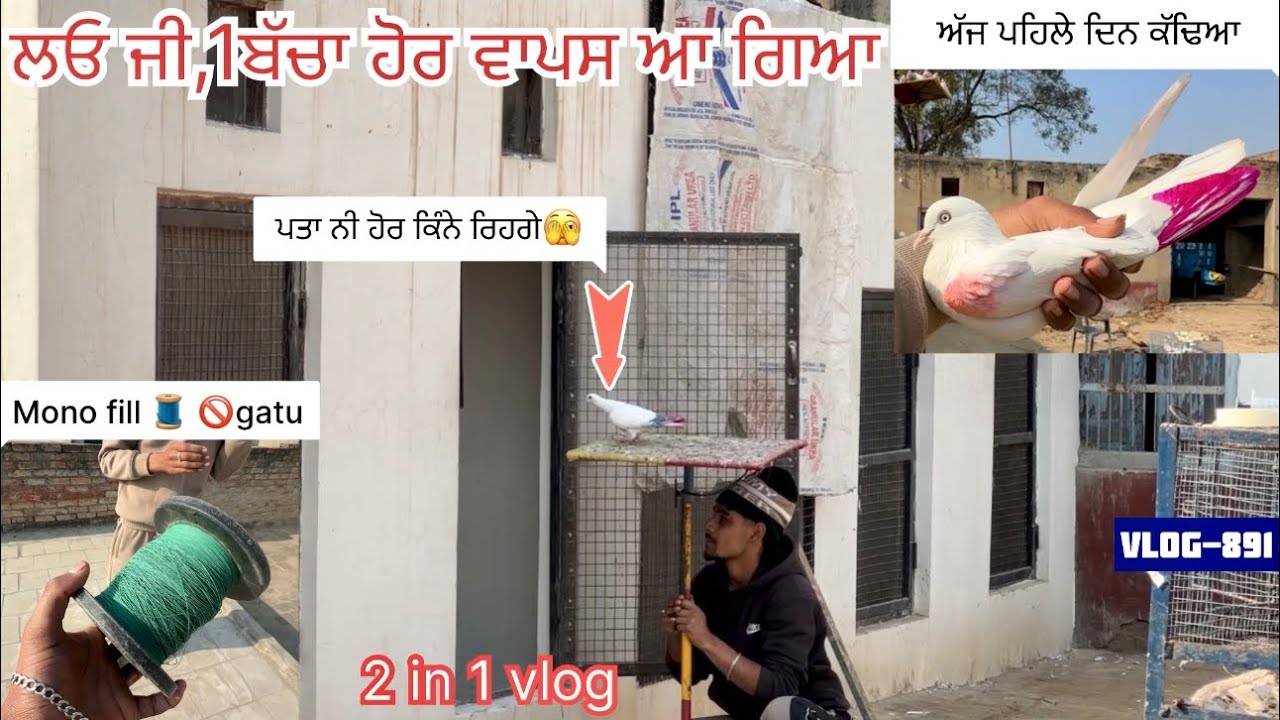 ਲਓ ਜੀ, 2 ਬਾਜੀਆ ਉੱਡਿਆ ਕਬੂਤਰ ਅੱਜ ਘਰੇ ਕੱਢਿਆ ਪਹਿਲੇ ਦਿਨ|| kite flying ਵੀ ਕੀਤੀ|| ਹੋਰ ਨਵੇਂ ਬੱਚੇ ਉੱਡਗੇ ਅੱਜ 